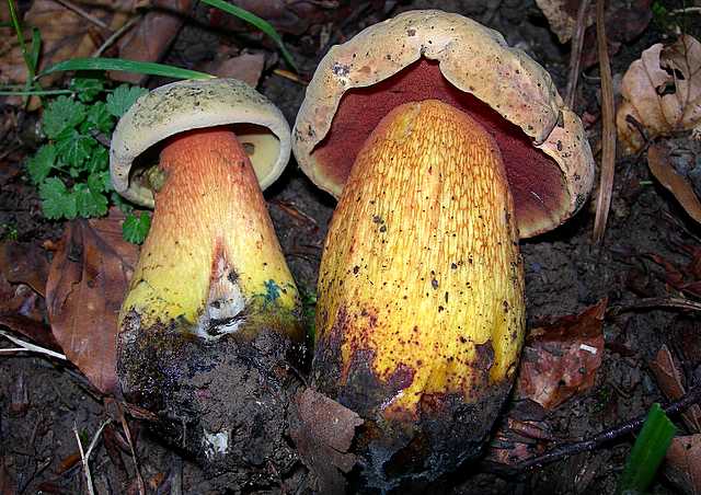 2005 :  Un anno di funghi
